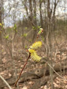 A pussy willow shrub